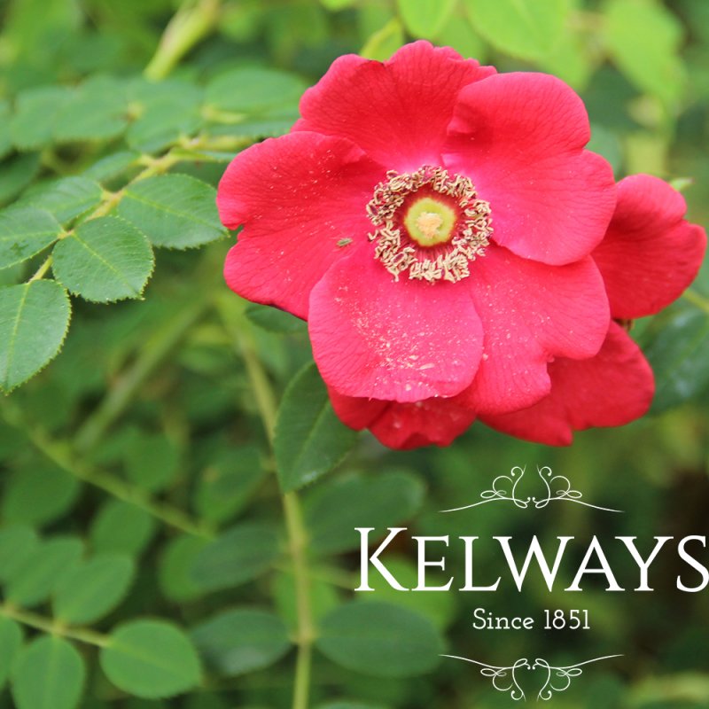 Rosa 'Geranium' (moyesii hybrid) (S)