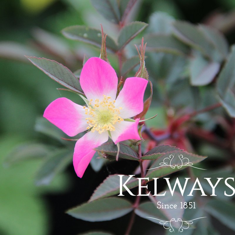 Rosa glauca