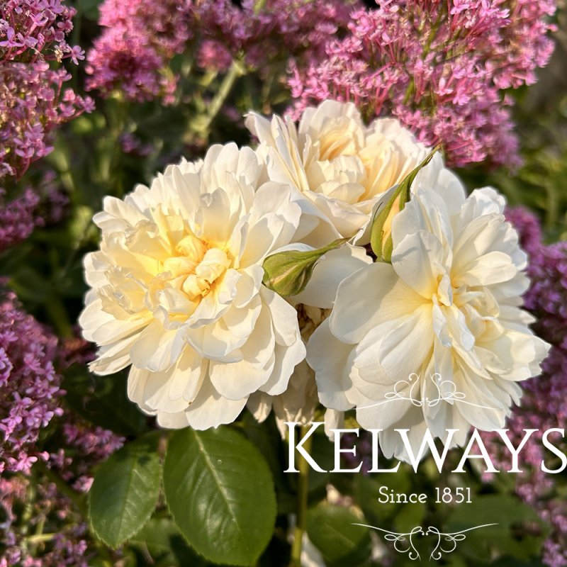 Rosa 'Imogen' Kelways Plants Ltd