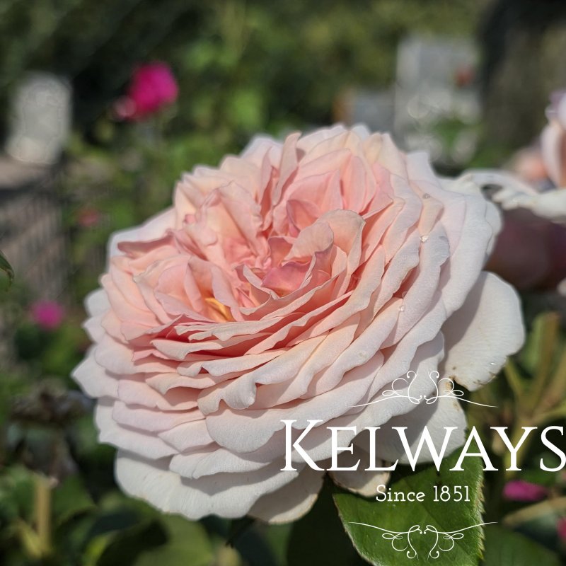 Rosa James Galway ('Auscrystal' PBR) (Cl)