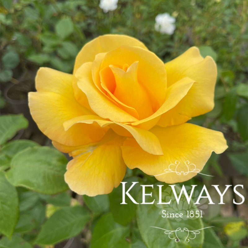 Rosa 'Keep Smiling'