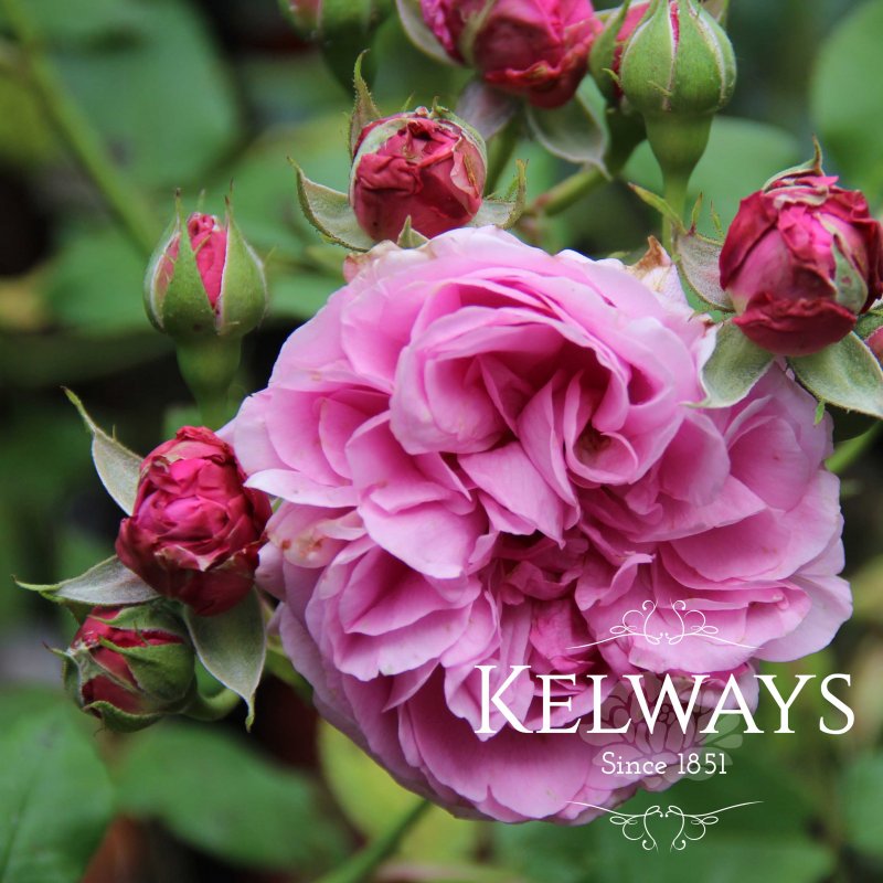 Rosa 'Louise Odier' (Bb)