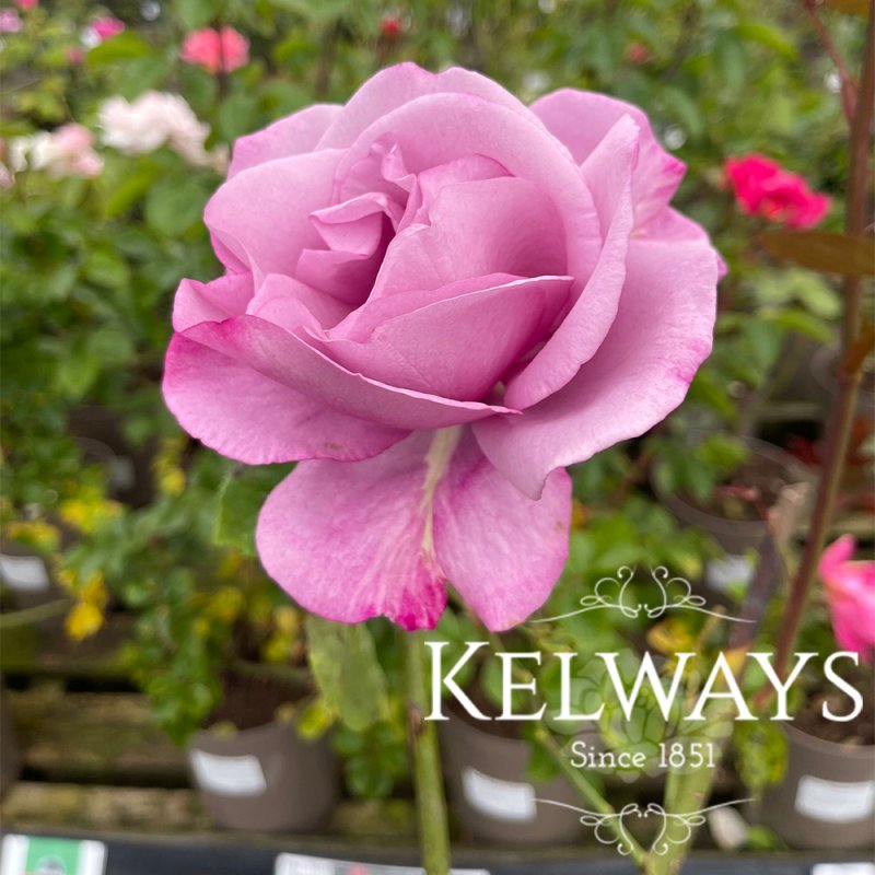 Rosa 'Moody Blue'