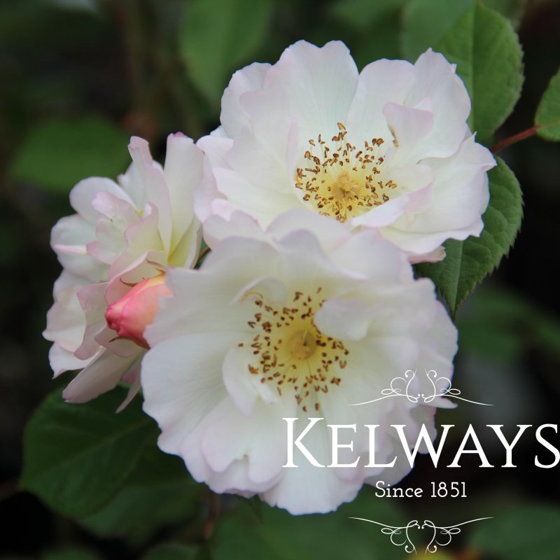 Rosa 'Penelope' (HM)