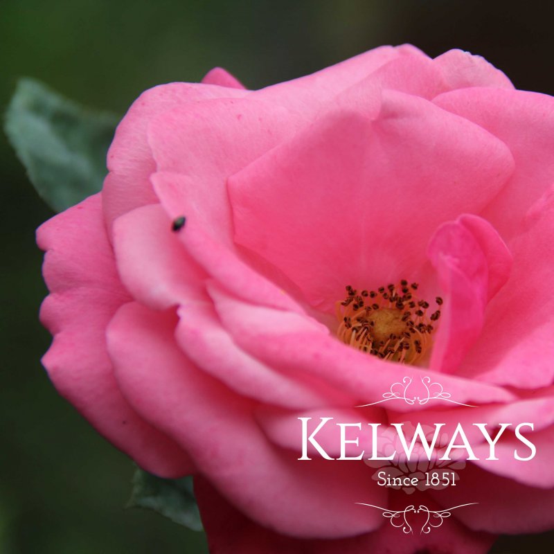 Rosa 'Pink Perpetue' (Cl)