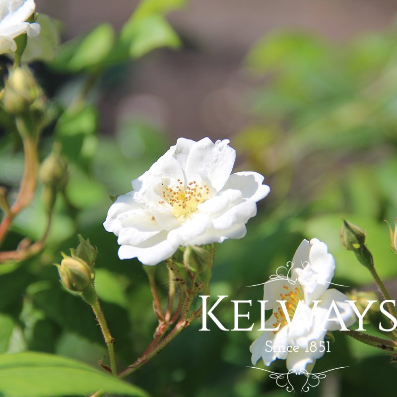 Rosa 'Rambling Rector'