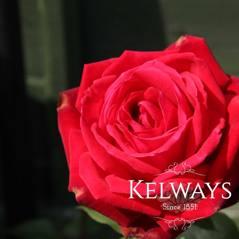 Rosa 'Ruby Wedding' (HT)