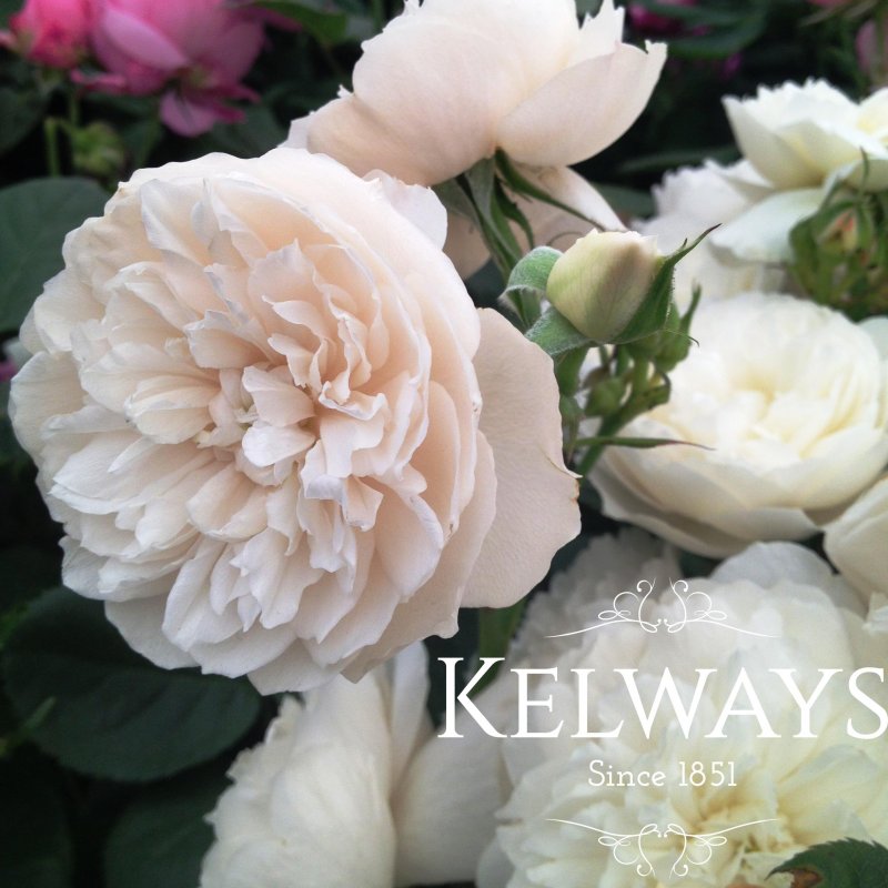 Rosa 'William and Catherine'