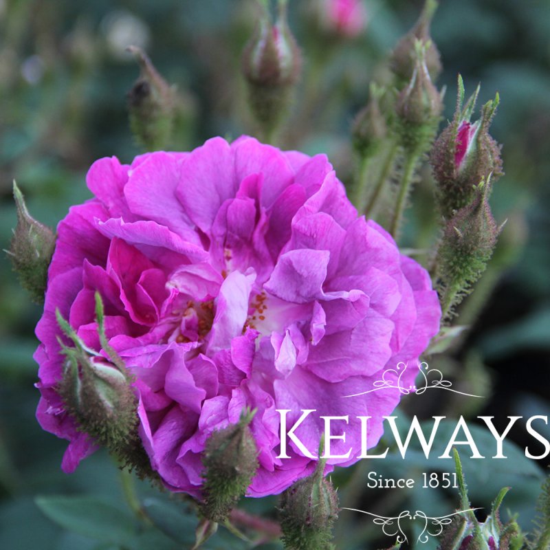 Rosa 'William Lobb' (CeMo)