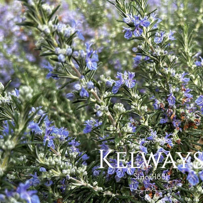 Rosmarinus officinalis Prostratus Group