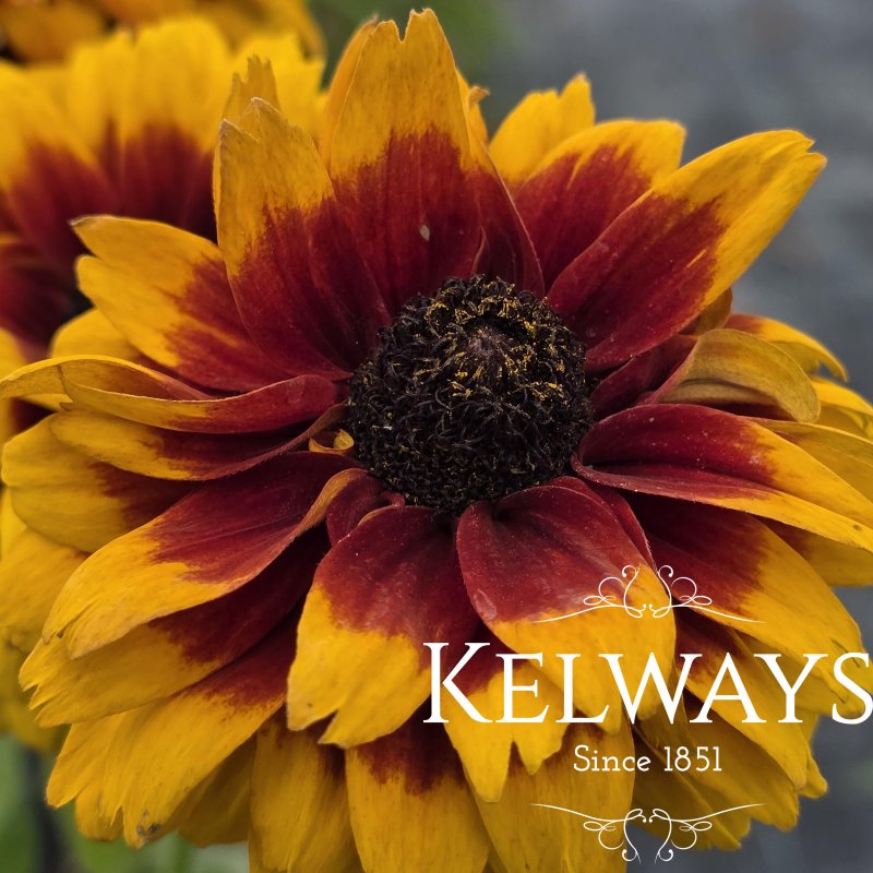 Rudbeckia hirta CHEROKEE SUNSET (mixed) (d)