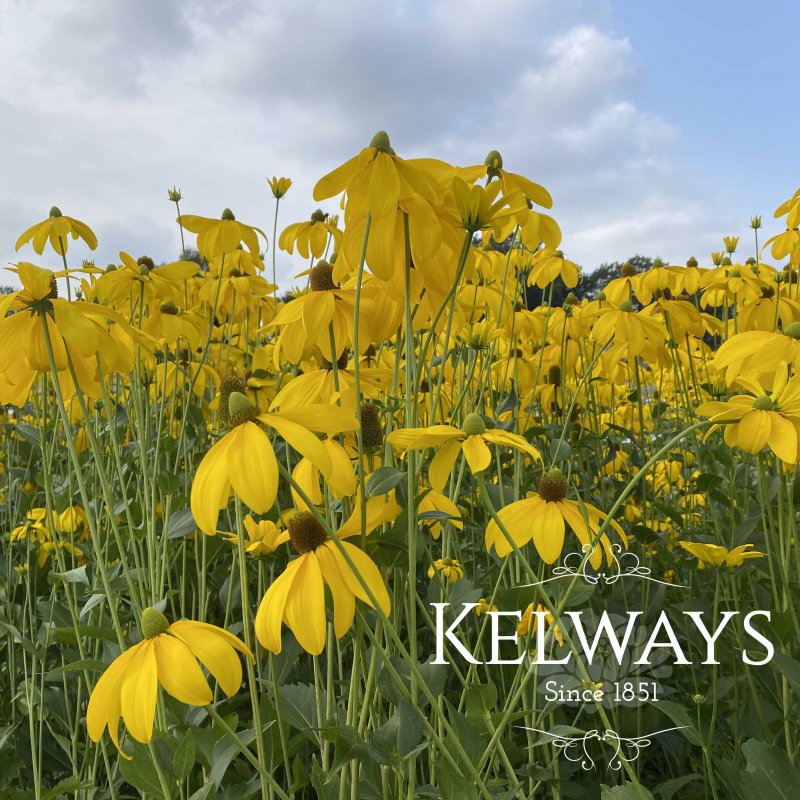 Rudbeckia laciniata 'Herbstsonne'