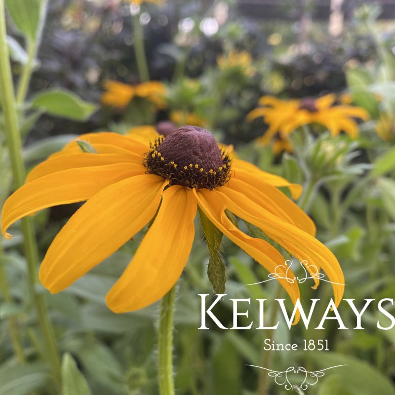 Rudbeckia hirta 'Marmalade'