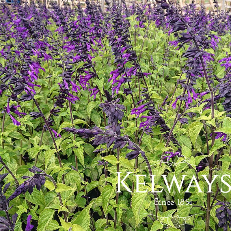 Salvia 'Amistad'