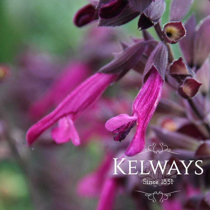 Salvia 'Love and Wishes'