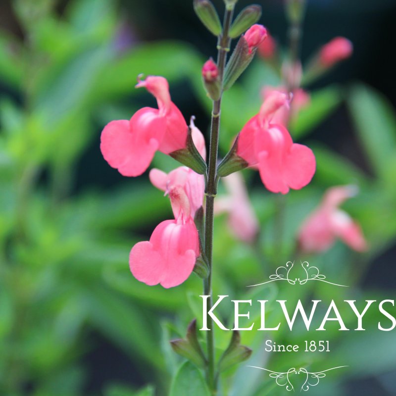 Salvia 'Trelawny'