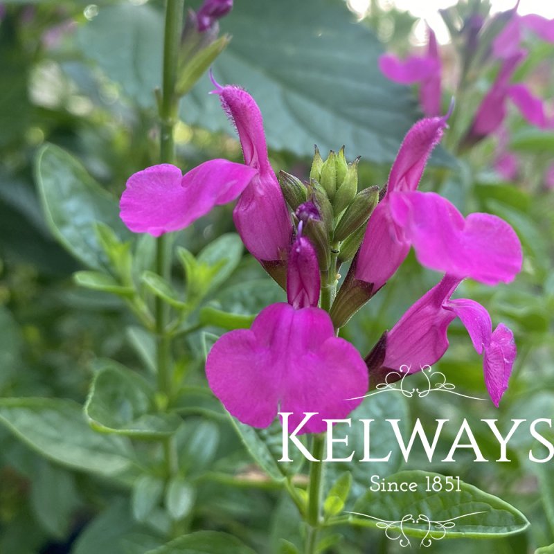 Salvia 'Trewithen'