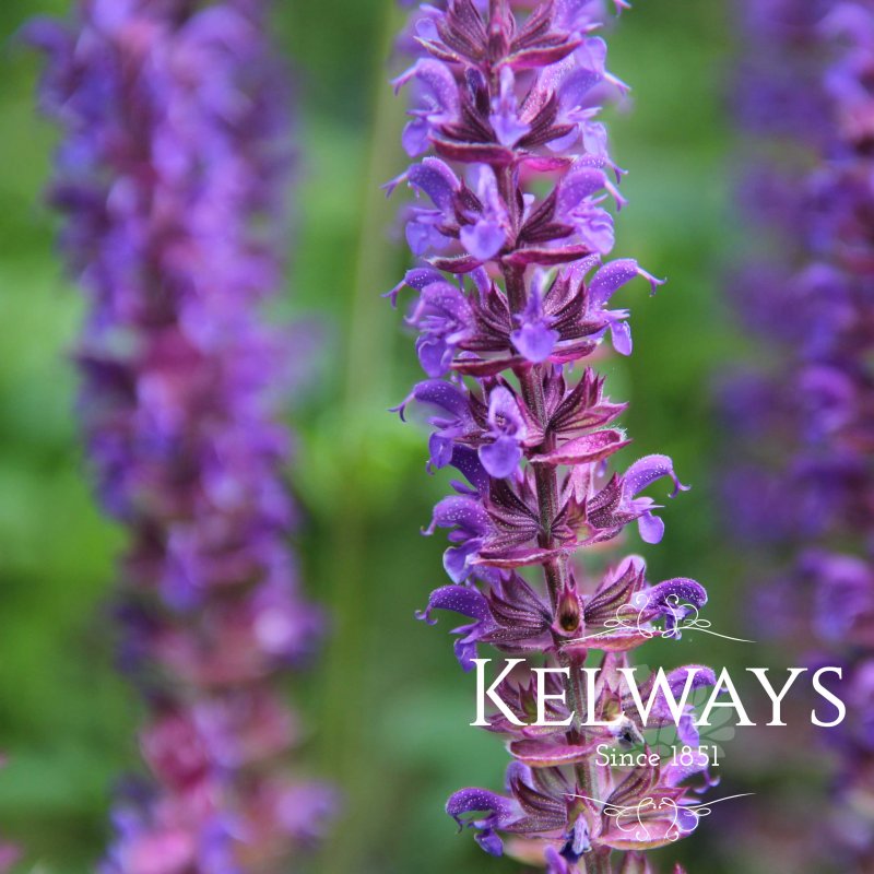 Salvia nemorosa 'Ostfriesland'