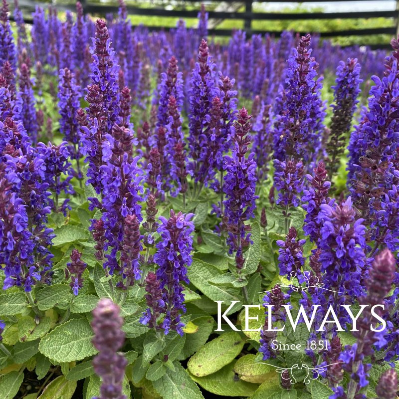 Salvia nemorosa 'Sensation Deep Blue' (Sensation Series)