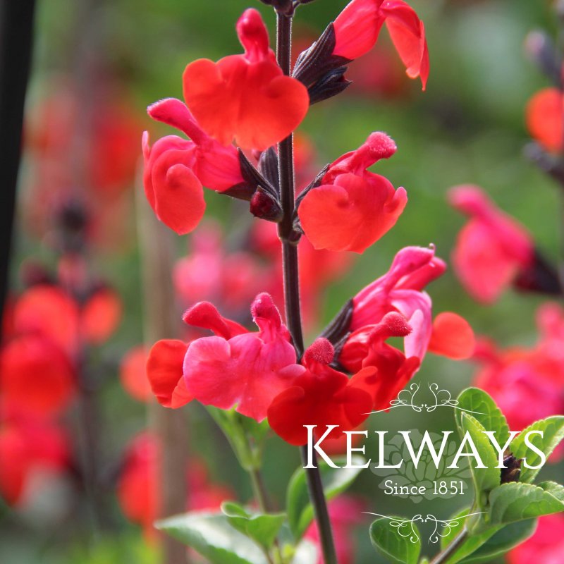 Salvia 'Royal Bumble'