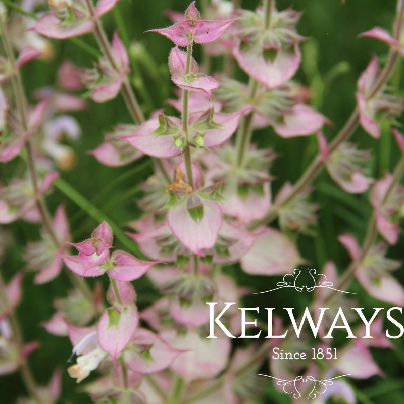Salvia sclarea var. turkestanica 'Vatican Pink'