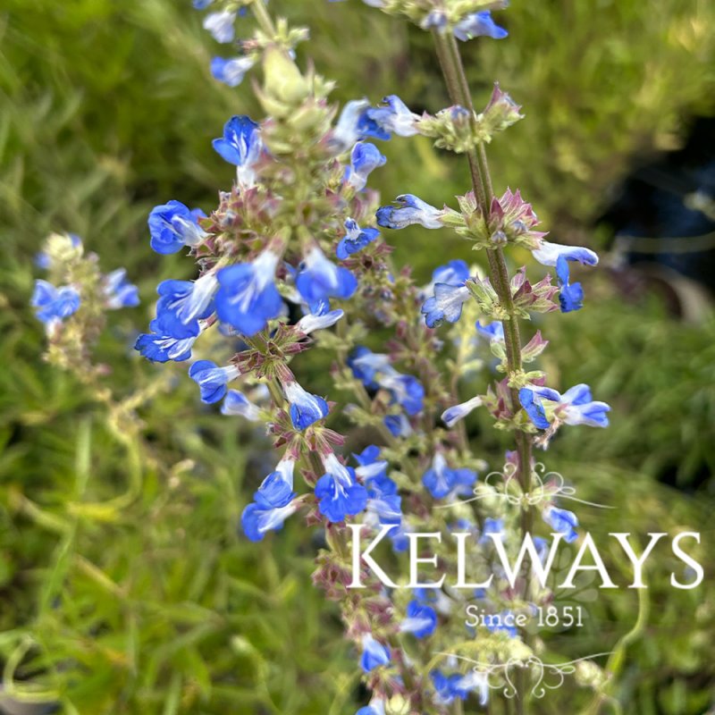 Salvia uliginosa