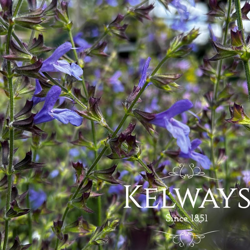 Salvia uliginosa 'African Skies'