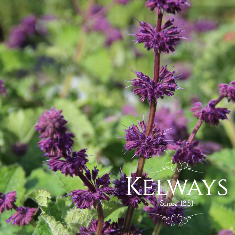 Salvia verticillata 'Purple Rain'