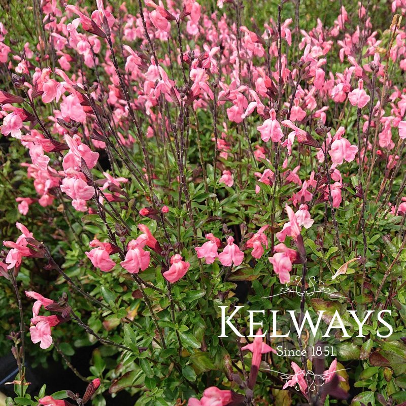 Salvia x jamensis 'Pluenn'