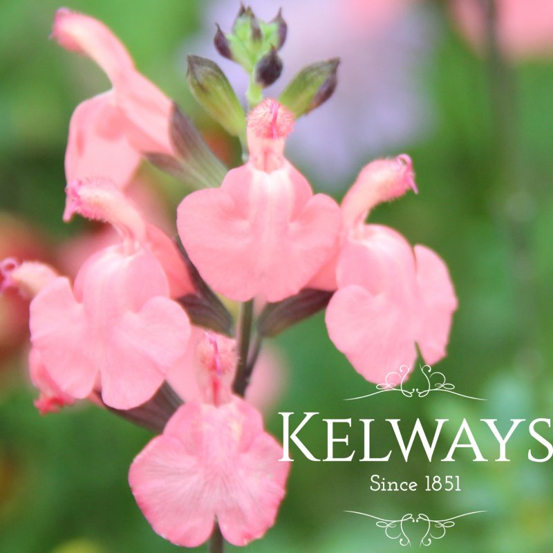 Salvia x jamensis 'Pluenn' PBR