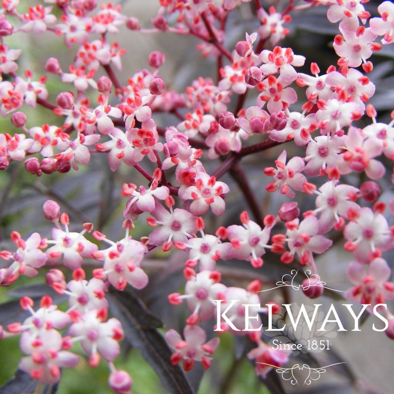 Sambucus nigra f. porphyrophylla 'Black Lace'