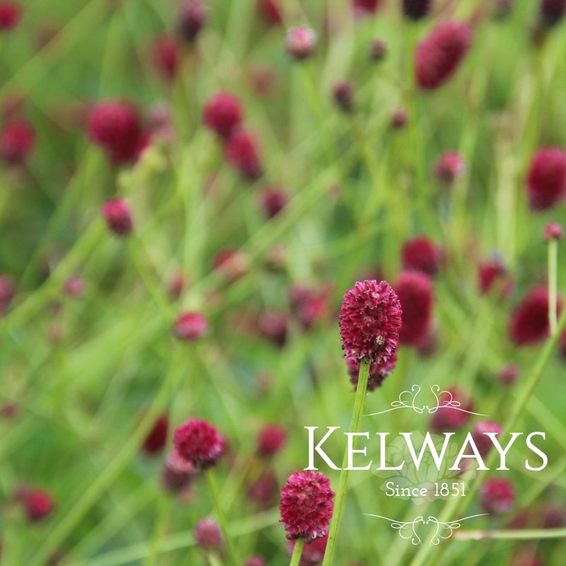 Sanguisorba 'Tanna'