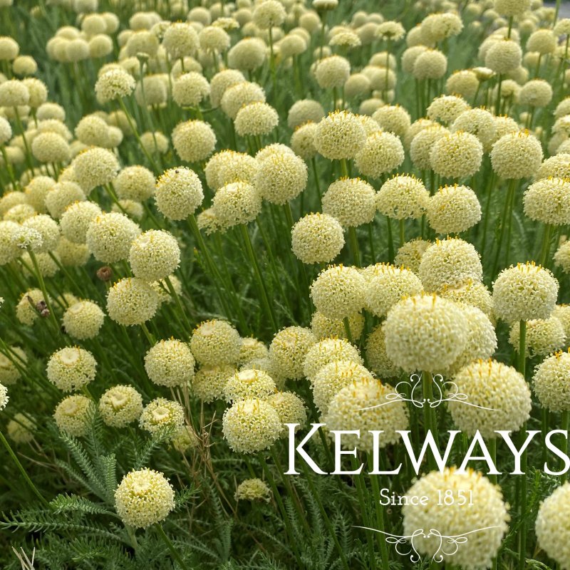 Santolina pinnata subsp. neapolitana 'Edward Bowles'