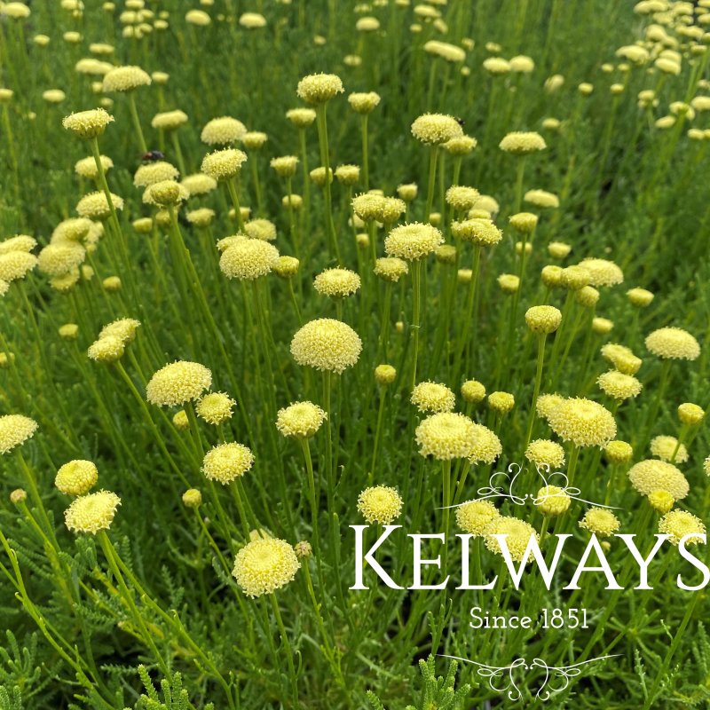 Santolina rosmarinifolia subsp. rosmarinifolia 'Primrose Gem'