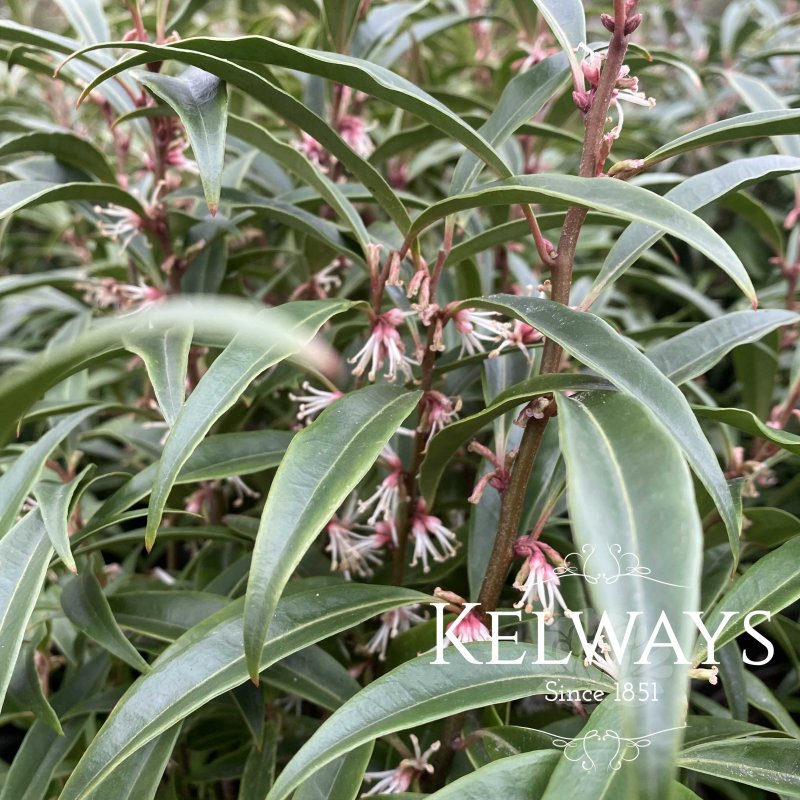 Sarcococca hookeriana var. digyna 'Purple Stem'