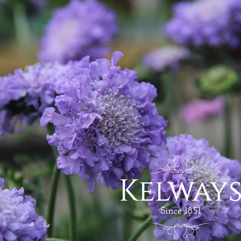 Scabiosa 'Butterfly Blue'