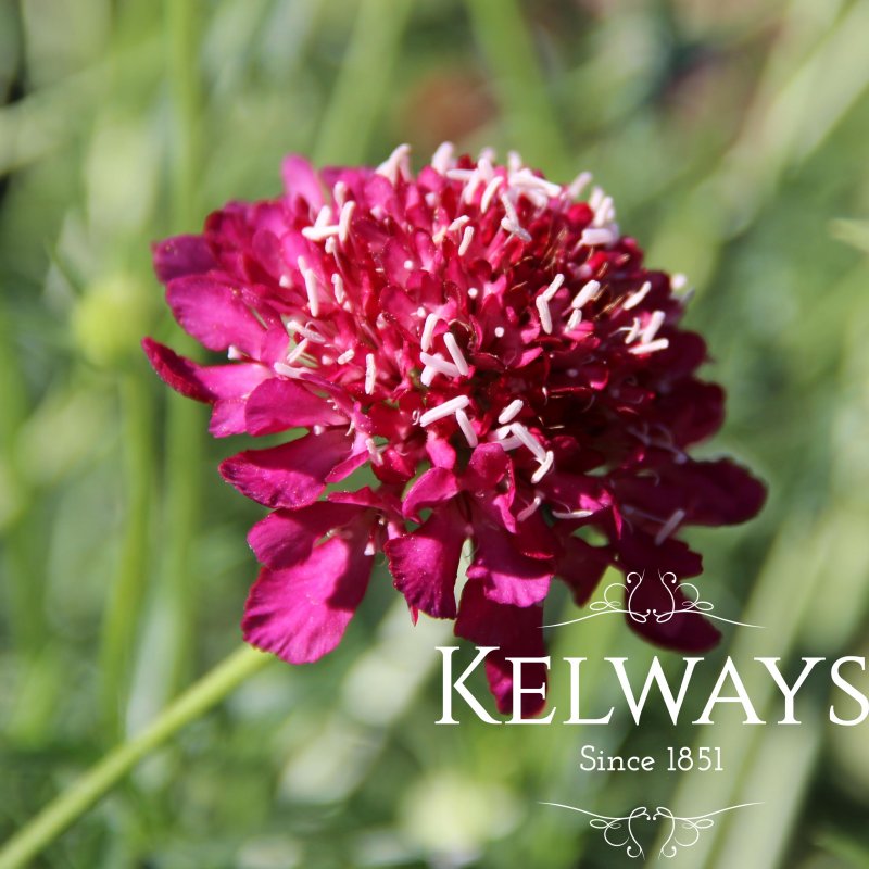 Scabiosa 'Cherry Pie' (Dessert Series)