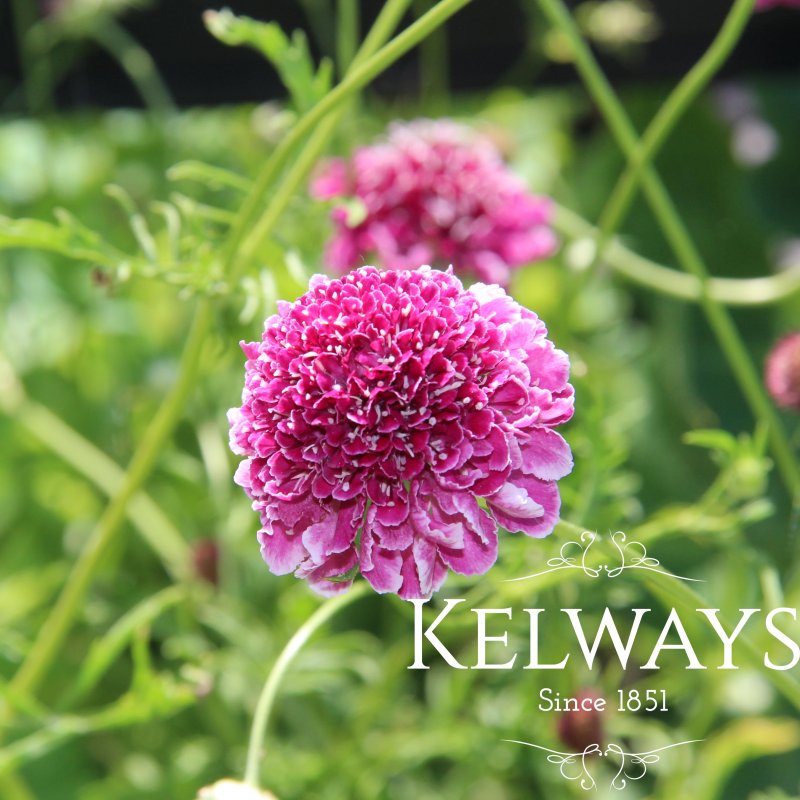 Scabiosa 'Chile Pink'