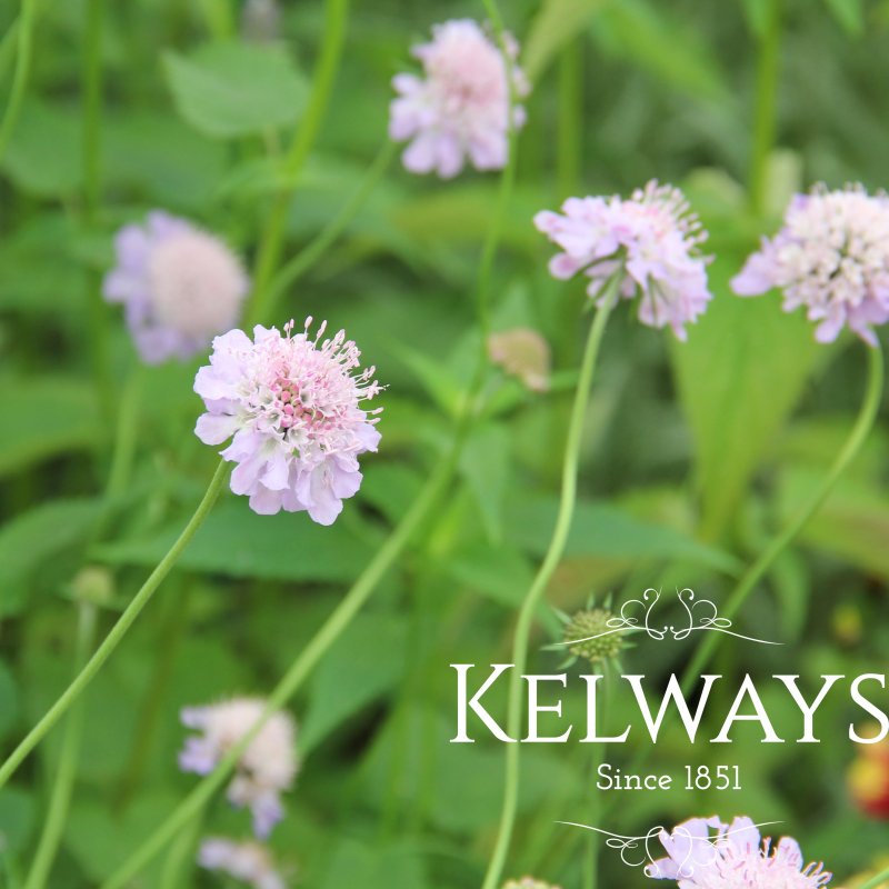 Scabiosa columbaria (9cm pot)