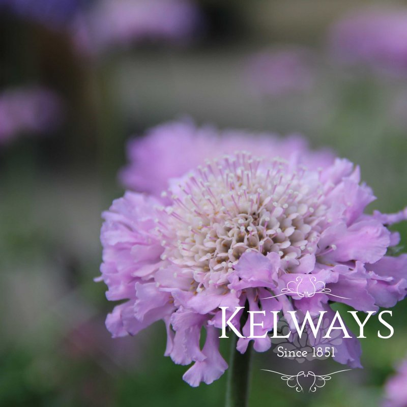 Scabiosa 'Pink Mist'