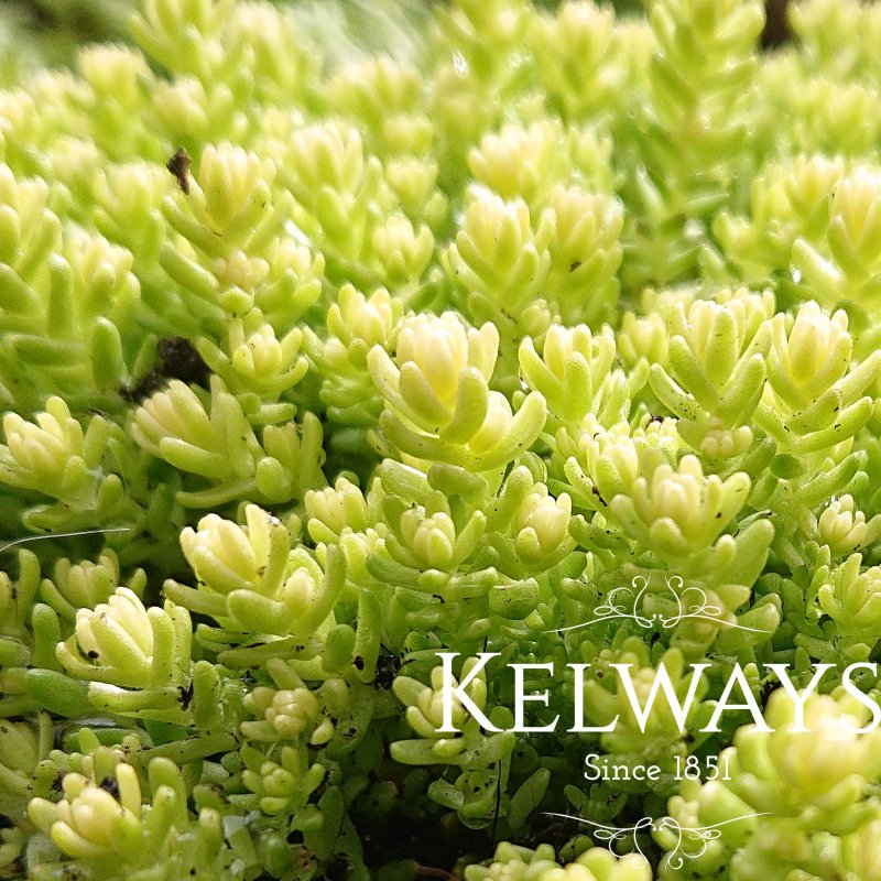 Sedum acre 'Aureum'