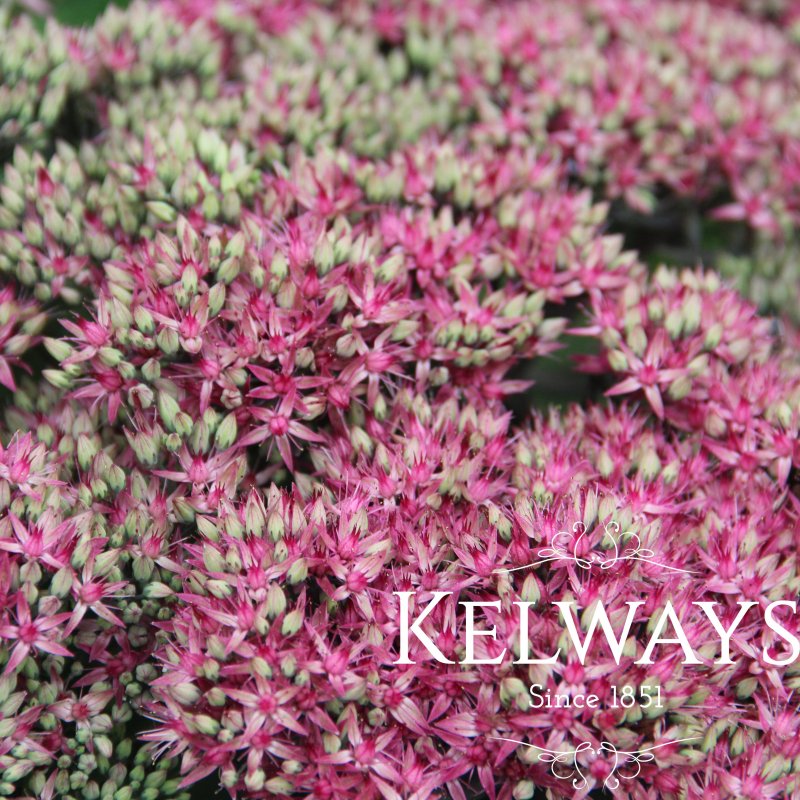 Hylotelephium 'Mr Goodbud' PBR