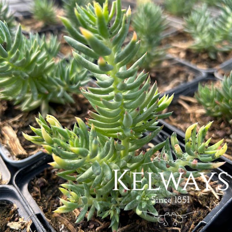 Sedum sediforme