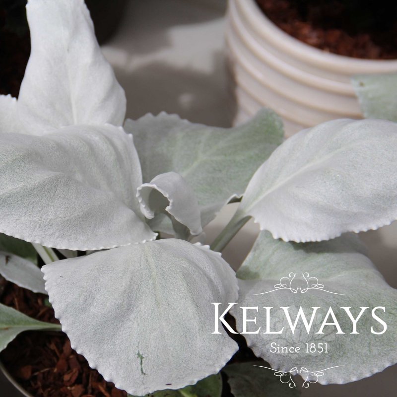 Senecio candidans 'Angel Wings'