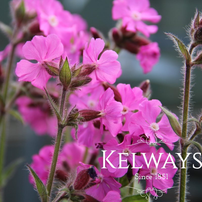 Silene dioica 'Rollie's Favorite'