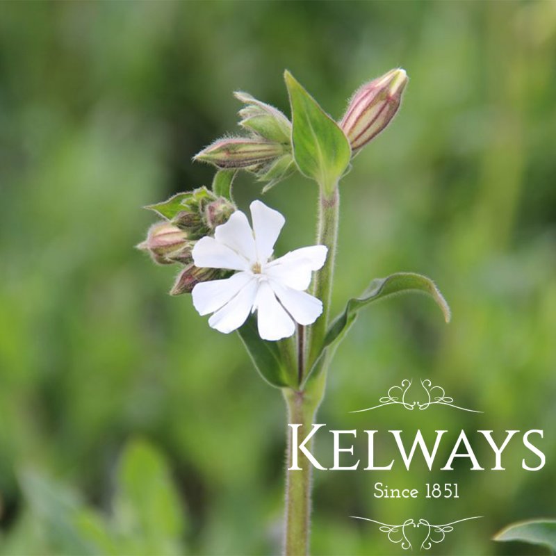 Silene latifolia subsp alba