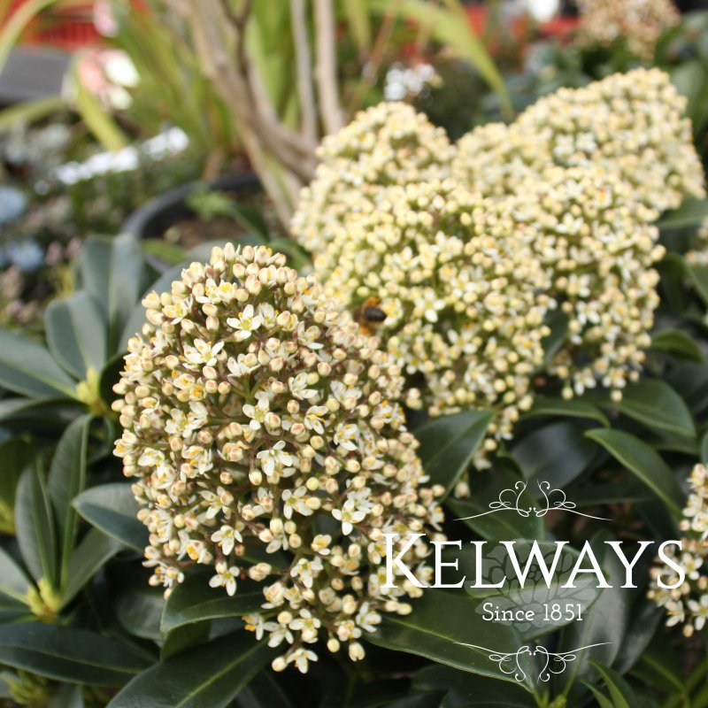 Skimmia Fragrant Cloud