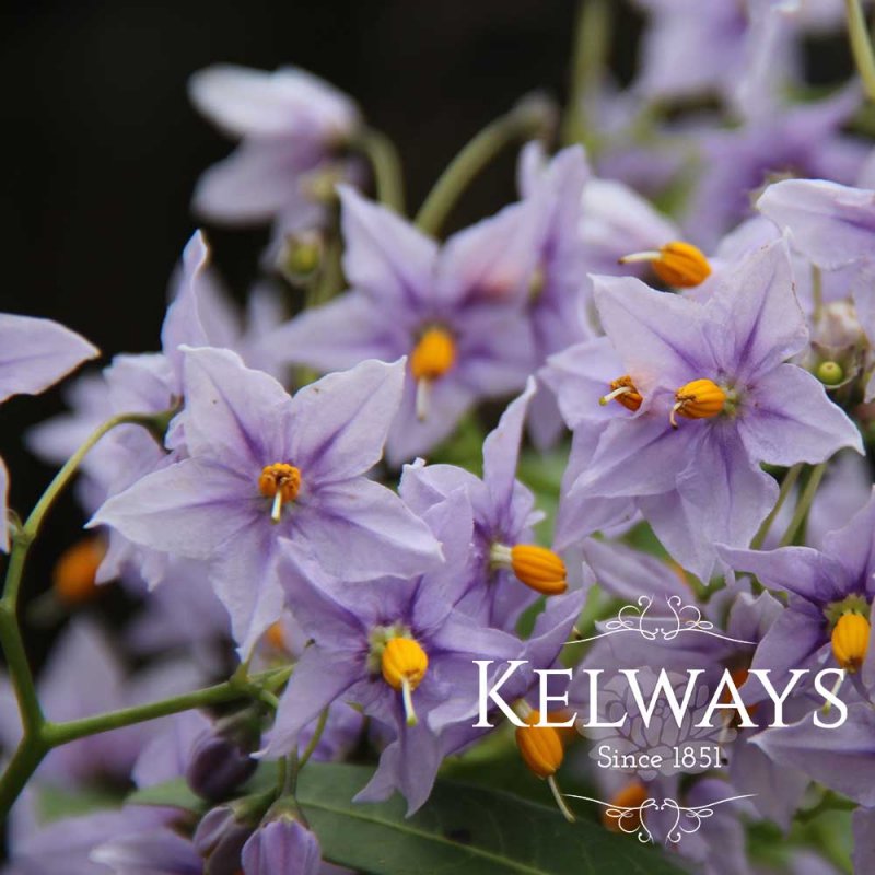 Solanum crispum 'Glasnevin'