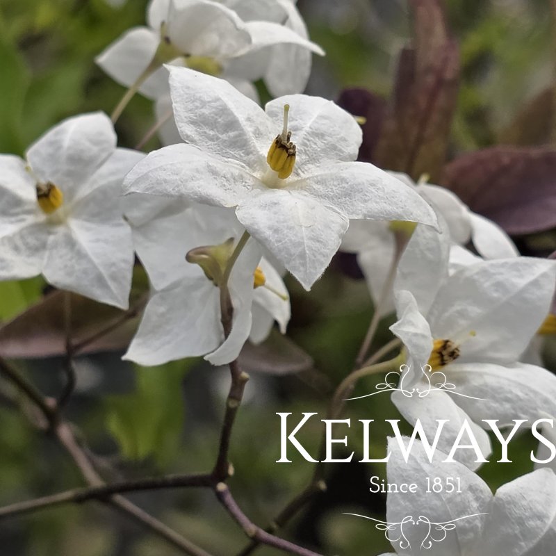 Solanum laxum 'Album'