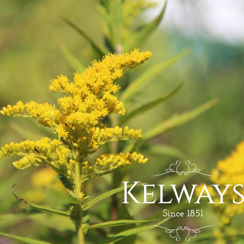 Solidago 'Cloth of Gold'